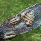 Ellipsocephalus hoffi